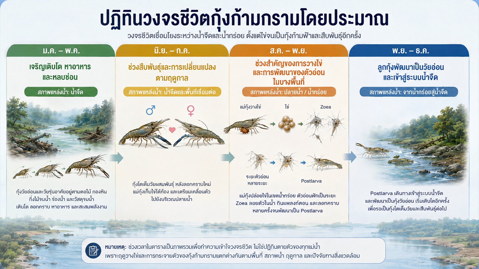 วงจรชีวิตกุ้งก้ามกราม