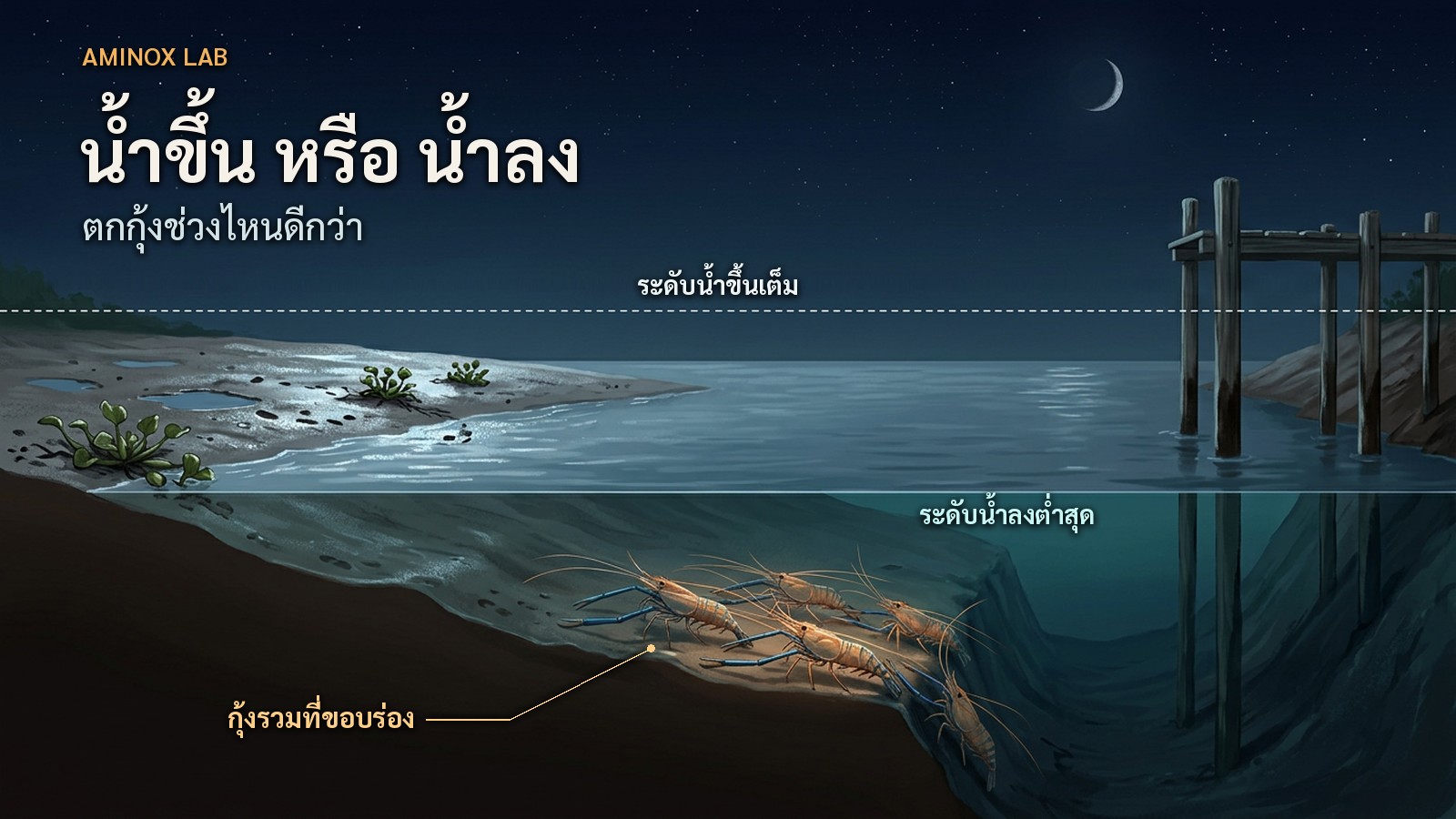 ภาพตัดขวางแม่น้ำตอนกลางคืน เส้นประบอกระดับน้ำขึ้นเต็ม ผิวน้ำอยู่ที่ระดับน้ำลงต่ำสุด และกุ้งก้ามกรามรวมตัวที่ขอบร่องน้ำ